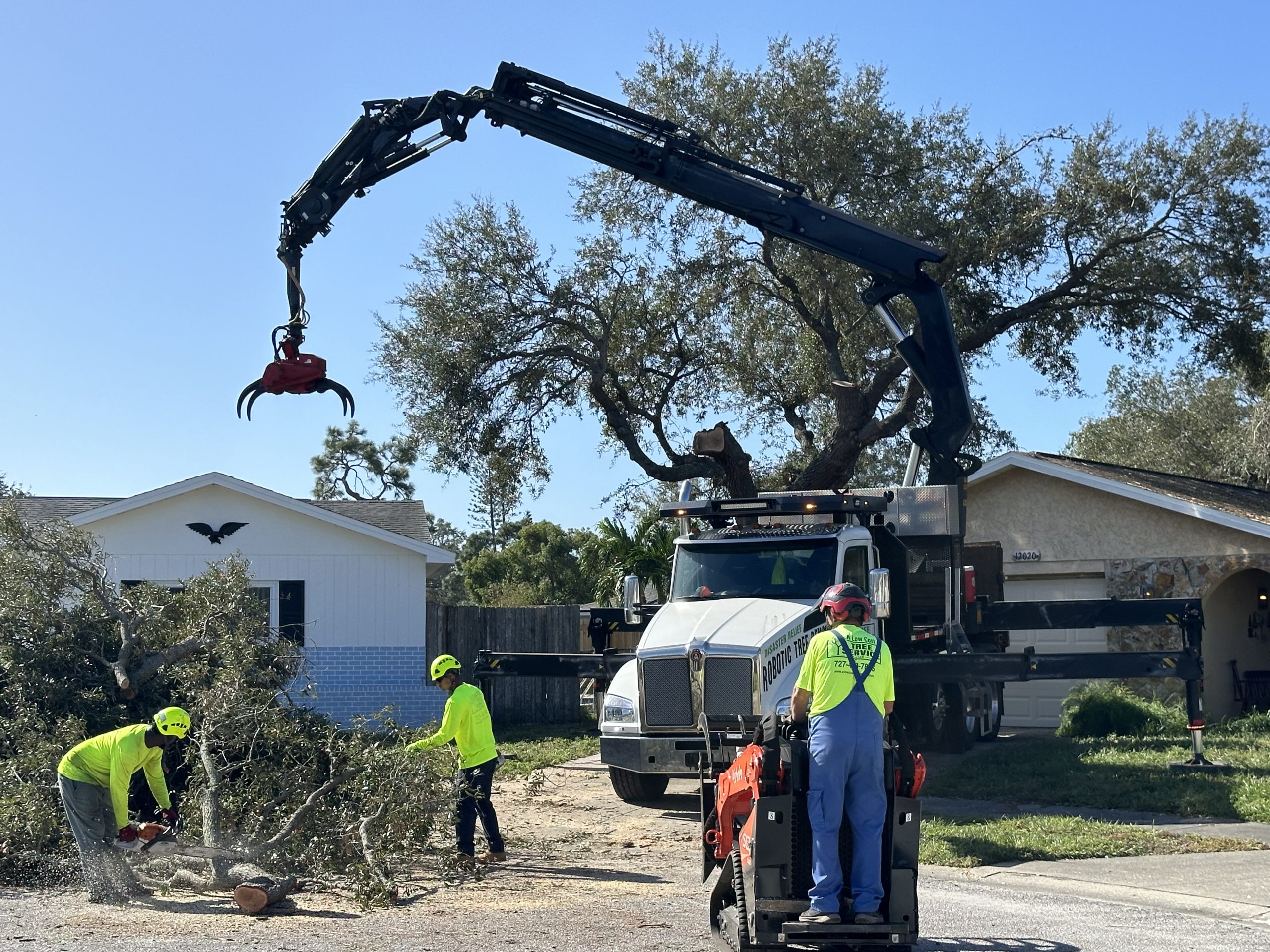 Tree Removal Job in Dunedin Florida