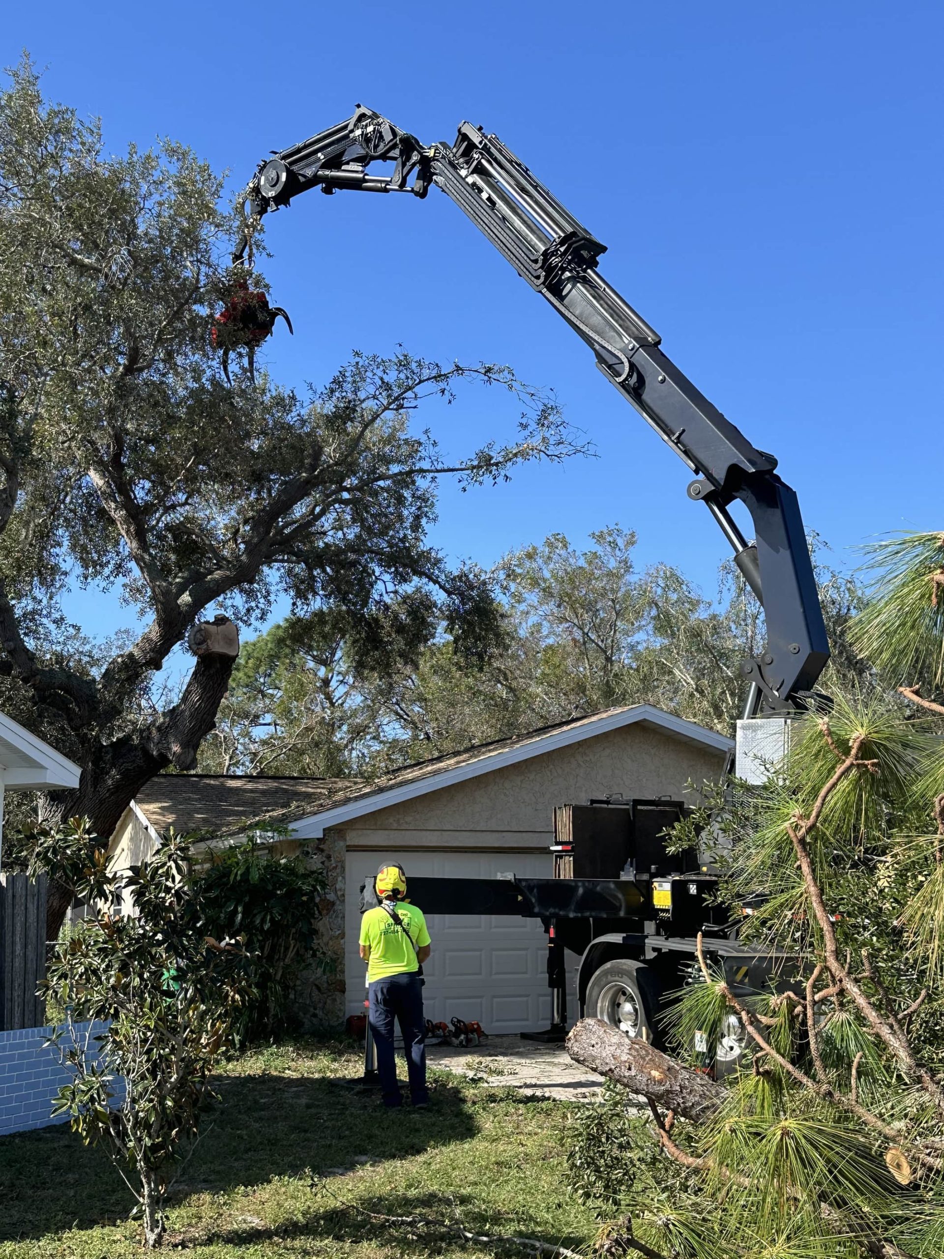 Crane Tree Removal in Largo Florida