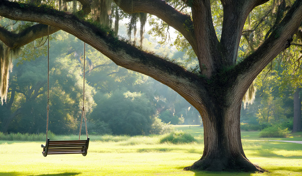 oak trees