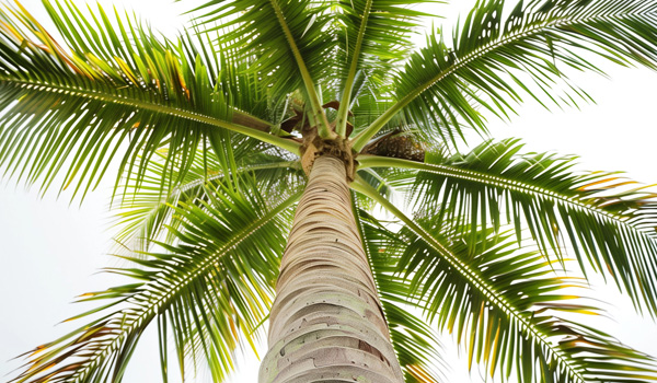 palm trees