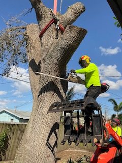 tree removal